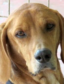 Cosmo -toller Kerl- - Oldenburg