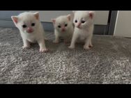 Baby Katzen - Ulm