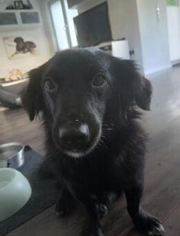 Kosimo, kleiner Traumhund - Ludwigshafen (Rhein)