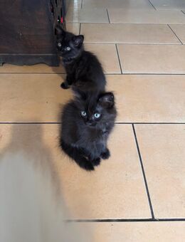 Zwei flauschige Glücksbringer suchen ein liebevolles Zuhause! - Köln