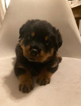 Rottweiler Welpen Rüden ab Oktober - Datteln