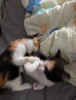 Baby Katzen - Bad Kissingen