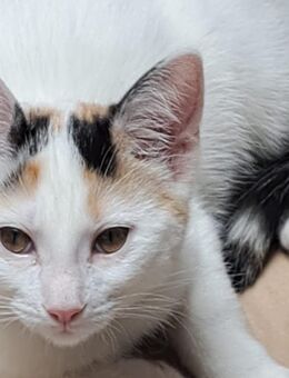 Katzen - Hagen (Stadt der FernUniversität)