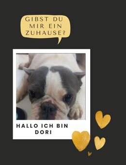 DORI PP Bezaubernde Hündin sucht Rudel - Neustadt (Rübenberge)