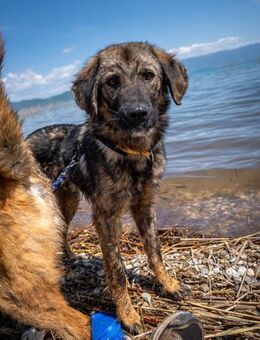 ruhiger, liebevoller Loki sucht Familie - Berlin