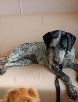 LUISE,schwarz-weiss getupfte Schönheit - Prien (Chiemsee)