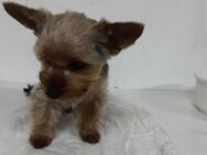 Reinrassige Yorkshire Terrier Welpen verkaufen - Gammertingen