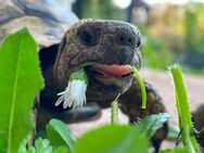 Griechische Landschildkröten aus Nachzucht 2024 - Wiesloch