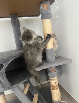 Britische Langhaar Kitten - Diepholz