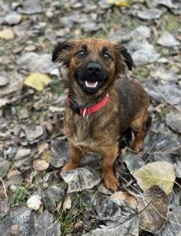 NASPOLYA 4-jährige Mischlingshündin - Kassel