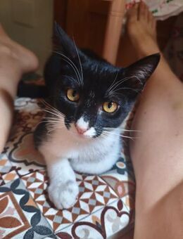 Charming Boy Pablito (ALM) - Geisenheim