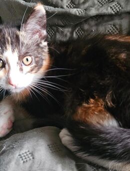 Kitten Katzenbaby - Herzogenrath Zentrum