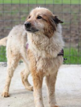 Pipi 💗 loyale, verschmuste Hundedame! - Hamburg