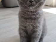 BKH Kitten 1 Weibchen - Rheinzabern