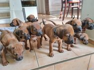 Rhodesian Ridgeback Welpen - Nienburg (Saale)