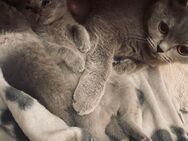 Bkh kitten ❤️ reinrassig - Garbsen