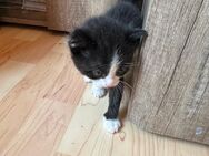 Eine schwarz-weiße Katze - Lauterbach (Baden-Württemberg)