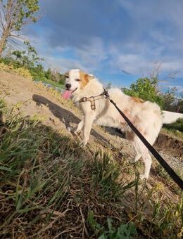 Oslo; im Karton ausgesetzt - Geilenkirchen