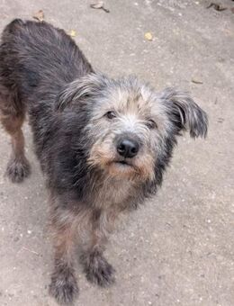 Zuzu - unsere Kämpferin - Gerlingen