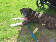 Boxer x Australien shepherd Rüde - Weeze