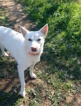 EKAVI - menschenbezogene, liebe Hündin - Aerzen