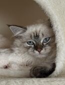 Süßes Neva Masquarade Sibirischen Kitten mit blauen Augen abzugebe in 59494