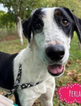 Perla eine sportliche Hündin - Flörsheim-Dalsheim