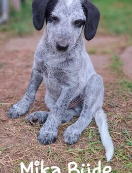 Liebevolles Zuhause gesucht 🐾 - Lauterbach (Baden-Württemberg)