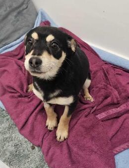 Kleine Hündin Nina - Eichenzell