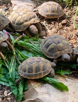 Griechische Landschildkröten NZ 2024 THB - Scheden