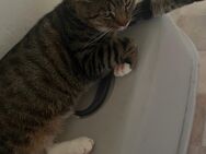 Ekh Kater - Kamp-Lintfort