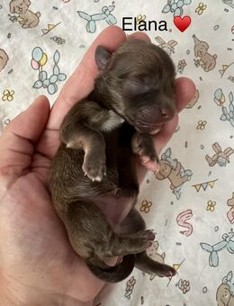 Bolonka Zwetna Welpen am 26.10.2025 auf die Welt gekommen - Köthen (Anhalt)