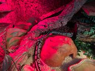 Königspython auf Wunsch mit Terrarium Weibchen VPI Axanthic Mojave 8 Jahre alt - Steinfurt Zentrum