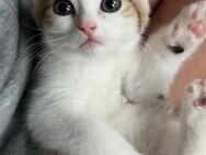 Verspielte EKH/BKH-Mix Kitten – 5 kleine Lieblinge suchen ein Zuhause – geboren am 17.03.2025 - Bad Kreuznach
