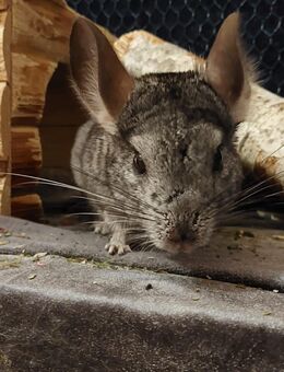 Zwei Chinchillabrüder suchen ein neues zuhause - Neubrandenburg
