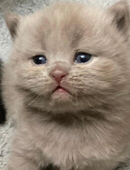 BkH Kitten Lilac Junge reinrassig - Bremen