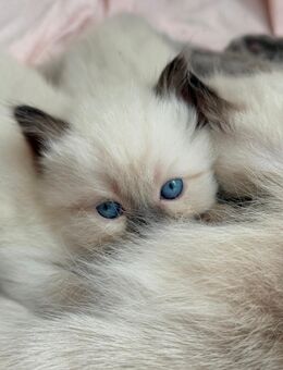 Süße Ragdoll-Kätzchen liebevolles Zuhause gesucht - Nettetal