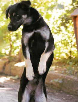 Sozialer KOVU = Hund mit Charme ♥️ - München