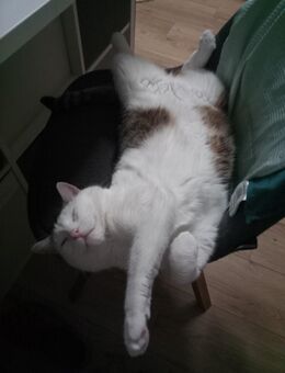 Katze sucht ein neues Zuhause - Weitramsdorf