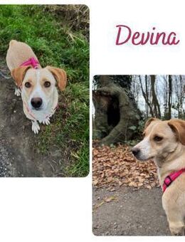 Devina wartet in 41379 Brüggen - Wendelstein