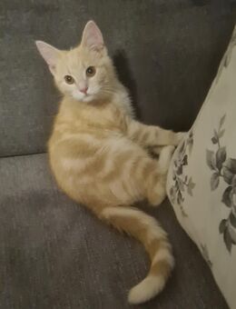Katzen Babys suchen neuen zuhause - Emden