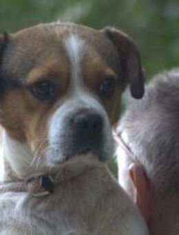 Bosley - liebt die Menschen - Lohmar