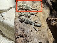 Skorpionschwanzgecko / Pristurus carteri "Dhofar" - Gäufelden