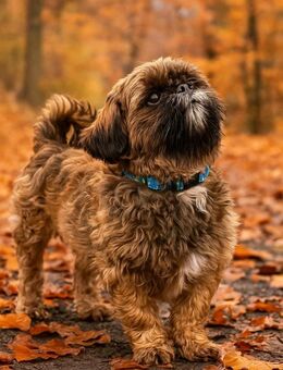 Scooby ein Sonnenschein - Hückelhoven