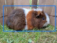 MEERSCHWEINCHEN, Böckchen, Rex - Edingen-Neckarhausen