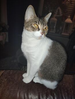 Katzen Weibchen - Saarbrücken