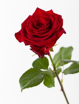 Suche netten Mann, - Wetzlar