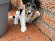 Kleine Drahthaar Foxterrier Welpen - Steyerberg