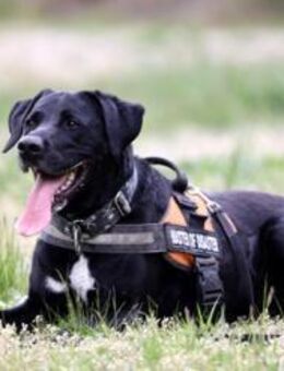 Buddy, su. hundeerfahrene Besitzer - Neuhausen (Spree)