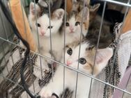 Verspielte EKH/BKH-Mix Kitten – 5 kleine Lieblinge suchen ein Zuhause – geboren am 17.03.2025 - Bad Kreuznach
